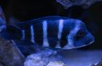 Frontosa Gibberosa Blue Zaire Moba Groep, Dieren en Toebehoren, Vissen | Aquariumvissen, Vis, Zoetwatervis, Schoolvis