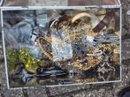 Sieraden diversen, Ophalen of Verzenden, Overige kleuren, Overige materialen, Overige voorstellingen