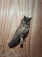 Opgezette  ransuil    taxidermie, Verzamelen, Dierenverzamelingen, Ophalen of Verzenden, Vogel, Opgezet dier