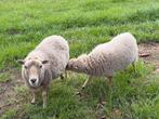 Te koop: Moeder- en dochterschaap (gezond en goed verzorgd), Dieren en Toebehoren, Meerdere dieren, Geit, 0 tot 2 jaar