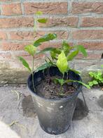 Te koop: 4 zaailingen van de tamme kastanjeboom, Ophalen, Halfschaduw, Overige soorten, Minder dan 100 cm