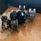 Zeldzame Franse Bulldog pups - Lilac & Tan en Black & Tan, Dieren en Toebehoren, Rabiës (hondsdolheid), 8 tot 15 weken, Bulldog