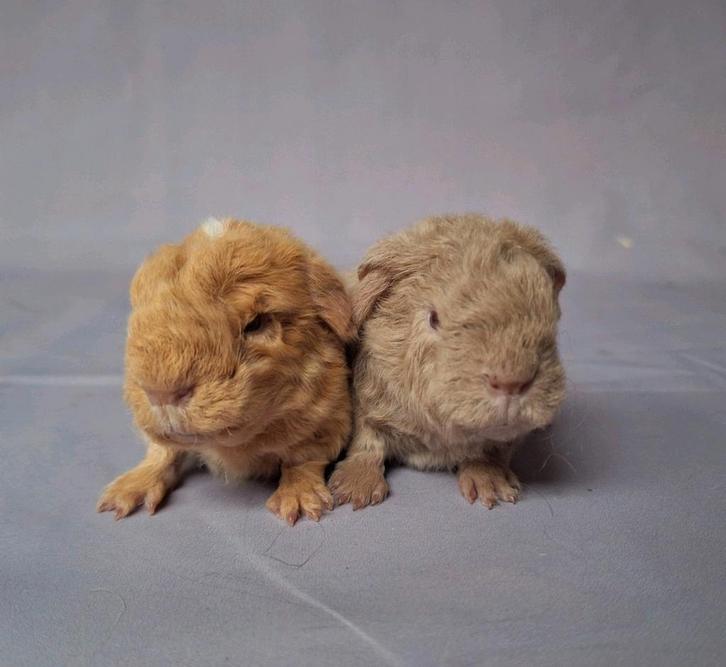 Twee jonge Merino zeugjes - saffraan - beige, Dieren en Toebehoren, Knaagdieren, Vrouwelijk, Cavia, November