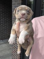Americanbully pupps, Dieren en Toebehoren, Parvo, 8 tot 15 weken, Bulldog, Meerdere