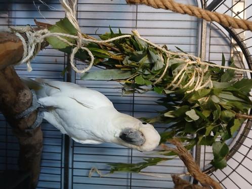 Kakatoe, Dieren en Toebehoren, Vogels | Parkieten en Papegaaien, Papegaai, Mannelijk, Pratend, Geringd