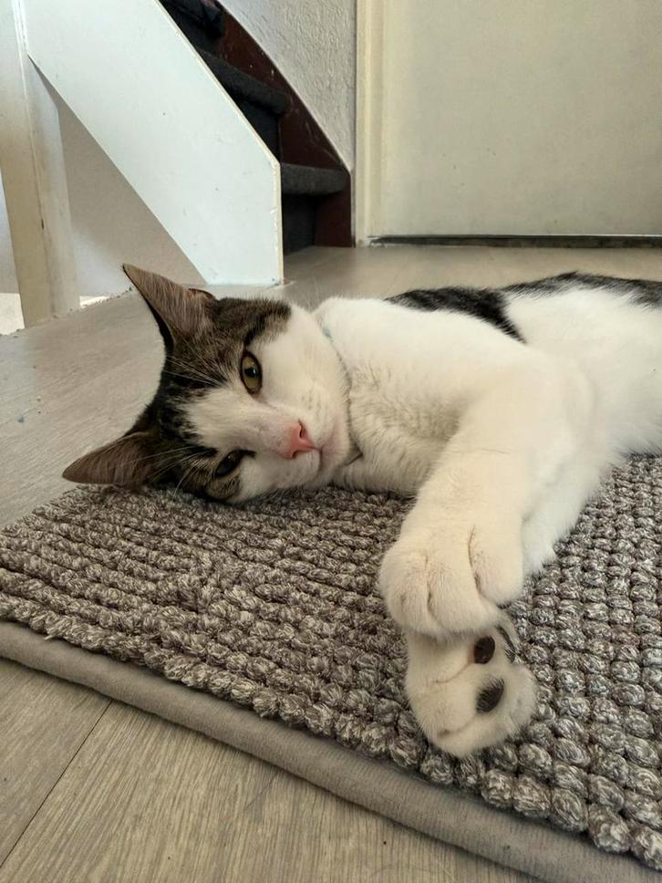 Lieve jonge kater zoekt een huisje, Dieren en Toebehoren, Katten en Kittens | Raskatten | Korthaar, Kater