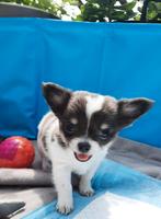 Chihuahua pups mini, Dieren en Toebehoren, Honden | Chihuahua's en Gezelschapshonden, 8 tot 15 weken, Meerdere, Meerdere dieren