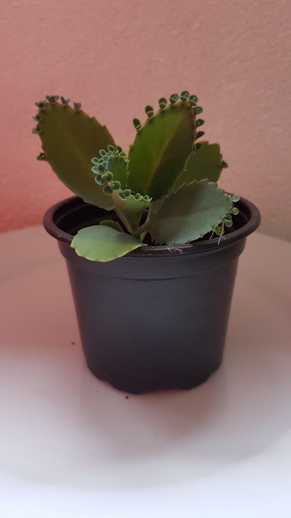 mini stekjes Wonderblad, Huis en Inrichting, Kamerplanten, Minder dan 100 cm, Halfschaduw, Ophalen of Verzenden