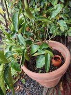Sochi grapefruit, Ophalen, Overige soorten, Volle zon