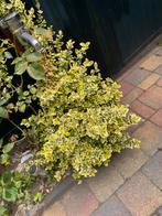 Kardinaalsmuts Euonymus japonicus 'Bravo', Tuin en Terras, Ophalen