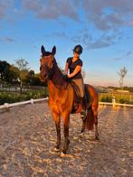 Verzorger/bijrijder gezocht, Dieren en Toebehoren, Paarden en Pony's | Verzorgingsproducten, Ophalen of Verzenden, Zo goed als nieuw