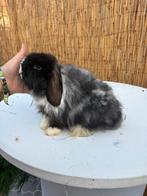 Kasjmier minilop rammetje ! 🐰🩵, Mannelijk, Dwerg