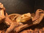 Baardagame Man / Pogona vitticeps, Hagedis, Tam, 0 tot 2 jaar