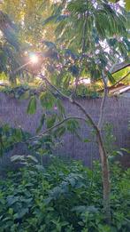 Perzische Slaapboom Albizia te koop, Ophalen, Volle zon, Overige soorten