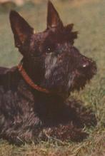 kaart schotse terrier (3), Ophalen of Verzenden, 1980 tot heden, Ongelopen, Hond of Kat