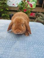 Te koop mooie Orange raszuivere ram!, Mannelijk, Dwerg, Hangoor, 0 tot 2 jaar