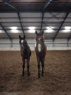 2 mooie jonge dressuur paarden., Merrie, Dressuurpaard, 0 tot 2 jaar
