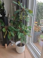 Madagaskar Juweel Plant - Euphorbia milii, Volle zon, Vaste plant, Lente, Ophalen