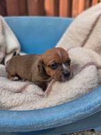 Kaninchen/ dwerg teckels, Kaninchen, Reu, CDV (hondenziekte), 8 tot 15 weken