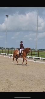 Ervaren amazone voor training, les & verkoop paarden, Gedragstraining
