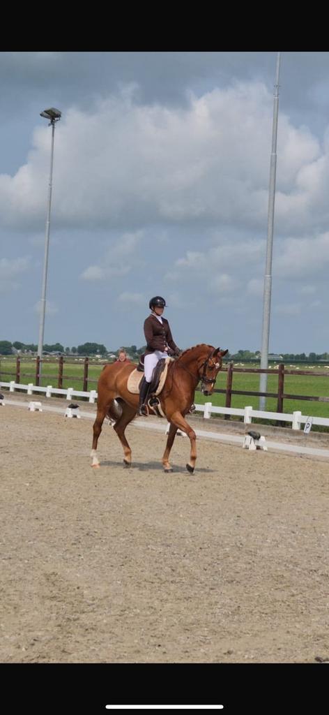 Ervaren amazone voor training, les & verkoop paarden, Diensten en Vakmensen, Dieren | Paarden | Verzorging, Oppas en Les, Gedragstraining