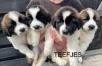 MOSKOVITISCHE WAAKHONDEN PUPS, Dieren en Toebehoren, Honden | Niet-rashonden, CDV (hondenziekte), 8 tot 15 weken, Groot, Meerdere