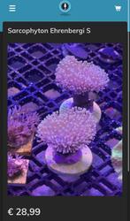 Sarcophyton Ehrenbergi S, Dieren en Toebehoren, Vissen | Aquariumvissen, Overige typen, Zoutwatervis