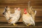 Ras sier kippen kopen? Jong tot volwassen, veel keuze!, Kip, Meerdere dieren