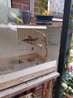Jonge Goulds Amadine, Dieren en Toebehoren, Vogels | Overige Vogels, Geslacht onbekend, Tropenvogel