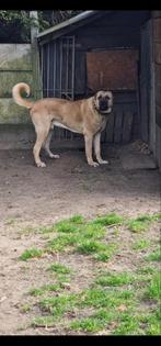 Kangal reu te koop, 6 jaar of ouder, Sheepdog, Reu, Parvo