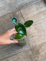 Alocasia zebrina babys, Ophalen of Verzenden, Overige soorten, Minder dan 100 cm