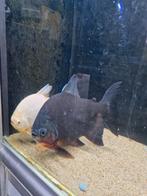 Grote pacu  wildkleur, Dieren en Toebehoren, Vissen | Aquariumvissen, Vis