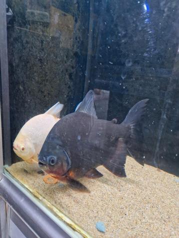 Grote pacu's albino en wildkleur beschikbaar voor biedingen