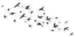 camper caravan auto bus sticker zwerm vogels, The River House, Info@theriverhouse.nl, Nieuw, Ophalen of Verzenden