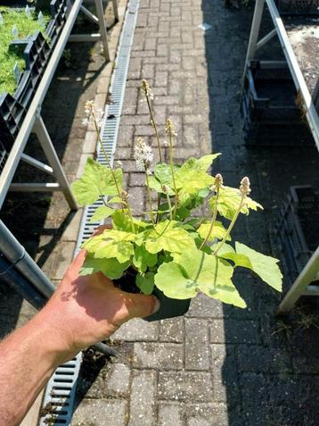 Tiarella - schuimbloem beschikbaar voor biedingen