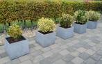 Euonymus  - Kardinaalsmuts planten, Ophalen, Overige soorten, Volle zon