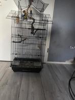 Agapornissen te koop, Dieren en Toebehoren, Vogels | Parkieten en Papegaaien, Dwergpapegaai of Agapornis