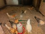 8 Fryske hinnen, Friese kippen 2 soorten 8 week oud, Dieren en Toebehoren, Pluimvee, Meerdere dieren, Kip