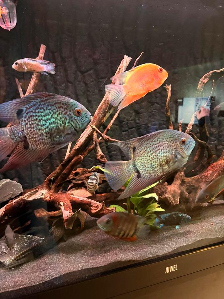 Heros severum turquoise, Dieren en Toebehoren, Vissen | Aquariumvissen, Zoetwatervis, Vis