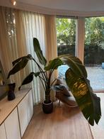 Strelitzia Nicolai (large), Huis en Inrichting, Kamerplanten, Ophalen, Overige soorten