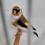 Majoor putter man, Dieren en Toebehoren, Vogels | Overige Vogels, Mannelijk, Wildzangvogel, Geringd