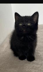 Half Perzische kittens, Dieren en Toebehoren, Katten en Kittens | Raskatten | Langhaar, Poes