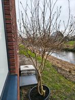 Magnolia soulangeana meerstammig in pot, Tuin en Terras, Planten | Bomen, Overige soorten, Lente, 100 tot 250 cm, Ophalen
