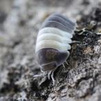 isopods cubaris panda king, Overige soorten