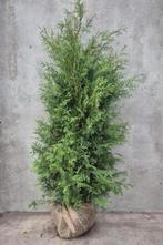 Thuja coniferen, Tuin en Terras, Planten | Struiken en Hagen, Ophalen of Verzenden, Conifeer, 100 tot 250 cm