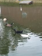 Te koop loopeenden., Dieren en Toebehoren, Pluimvee, Mannelijk, Eend