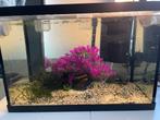 Aquarium, Ophalen of Verzenden, Gevuld zoetwateraquarium