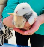 Konijn Nederlands Hangoor Dwerg (Nhd), Dieren en Toebehoren, Meerdere dieren, 0 tot 2 jaar, Middelgroot, Hangoor