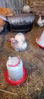 Sierkipjes te koop, Dieren en Toebehoren, Vrouwelijk, Kip