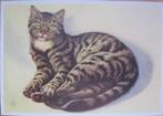 voor het kind - poes - Europese korthaar - 1976 - nieuw, Verzamelen, Ansichtkaarten | Dieren, Verzenden, 1960 tot 1980, Ongelopen